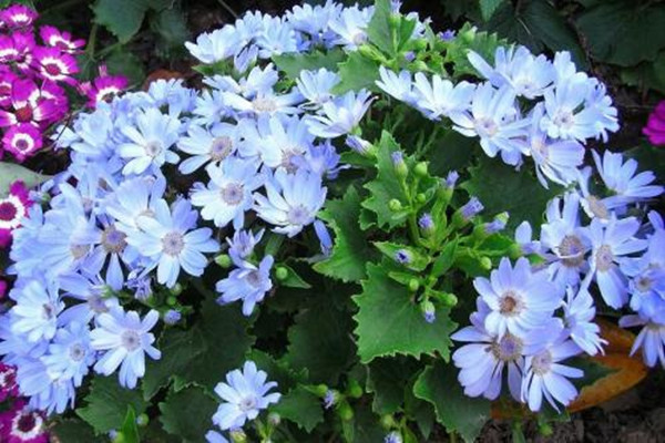 瓜叶菊能放室内吗(瓜叶菊放室内还是室外养)