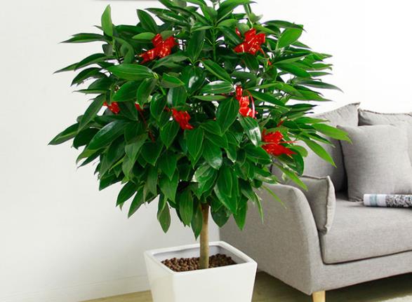 平安树多久浇一次水?