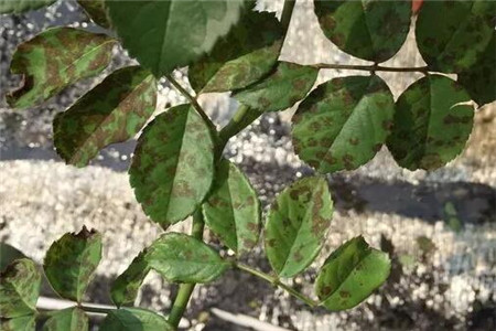 月季是药罐子养着不吉利吗