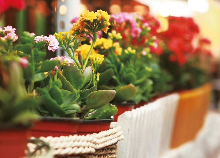 想成为养花高手这些窍门你应该知道吗