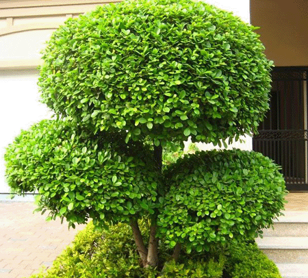 黄杨盆景造型技巧详解