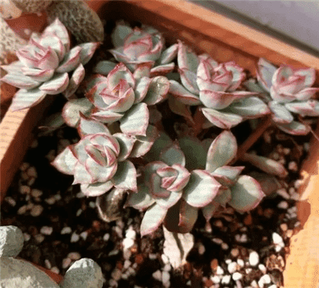 多肉换盆容易死吗