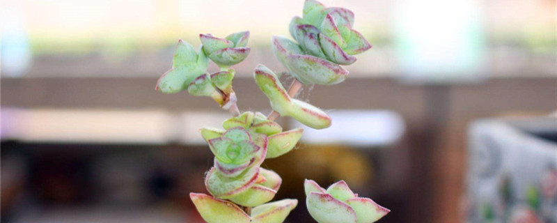 星王子的养殖方法和注意事项(星王子扦插的方法图解)