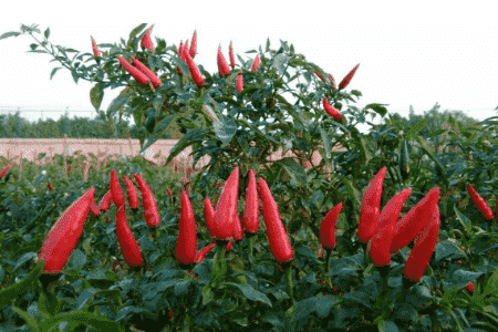 朝天椒的种植方法的种植技术