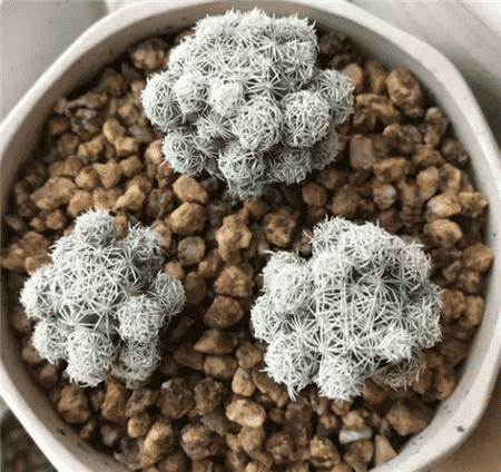 多肉换盆容易死吗