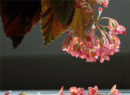 竹节海棠花期施什么肥