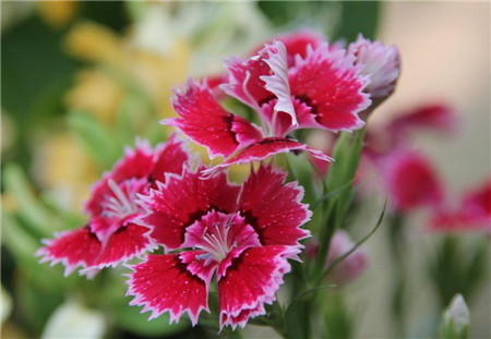 石竹的病虫害防治