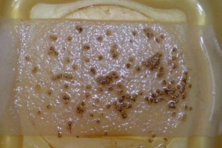 草莓种子怎么种发芽率高