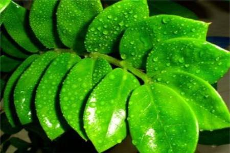 金钱树浇多少水最好