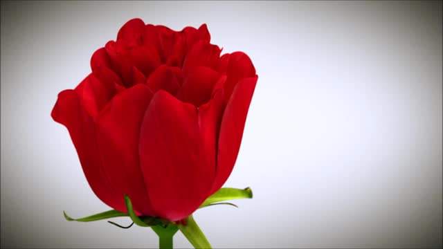 月季和蔷薇的区别(月季和蔷薇的区别主要有)