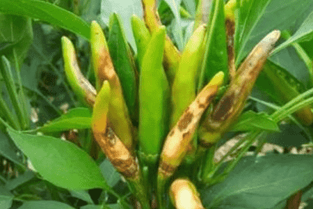 朝天椒的种植方法的种植技术