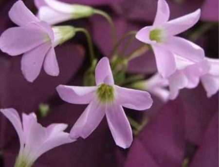 紫叶酢浆草的功效和作用(紫叶酢浆草的功效和作用图片)