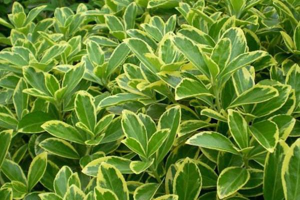 黄杨盆景制作与养护(黄杨盆景造型技巧详解)