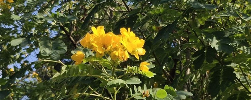 黄槐决明的养殖方法和注意事项(黄槐决明百度百科)