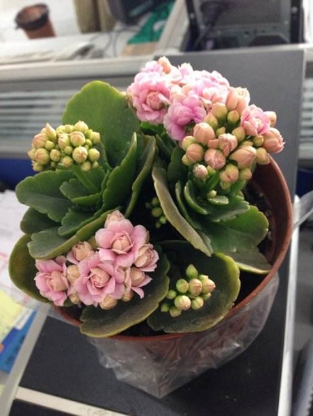 长寿花期怎样浇水