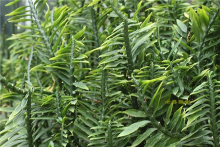 龙凤木的养殖方法和管理