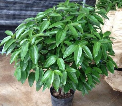 平安树叶子下垂枝干发皱