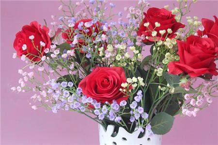 月季和蔷薇的区别主要有