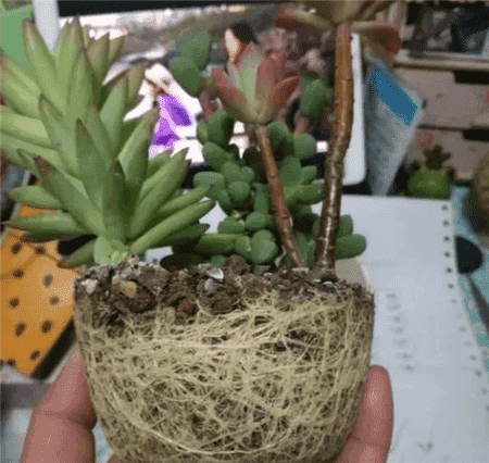 多肉换盆容易死吗