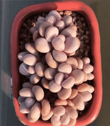 多肉换盆容易死吗