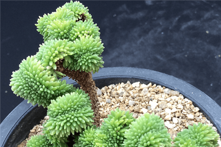 球松的养殖方法(球松能长多大)