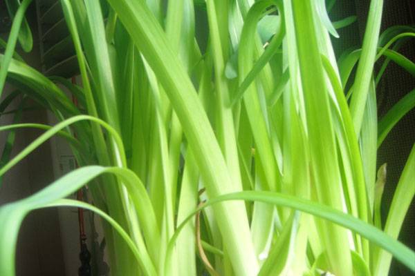 水仙花叶子软了怎么办