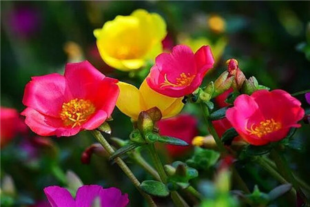 秋天阳台适合种什么植物