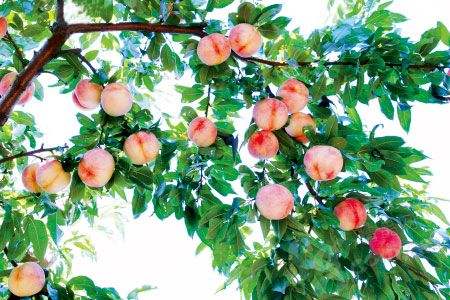 果树打药时间和方法李子树