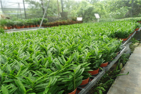 龙凤木的养殖方法和管理