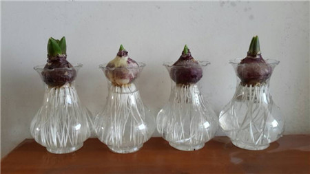 风信子水培方法视频