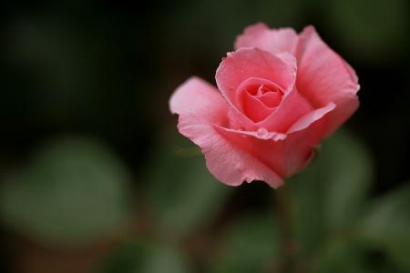 月季和蔷薇的区别主要有