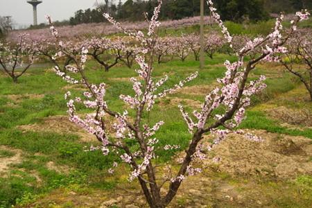 果树打药时间和方法李子树