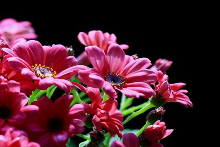 瓜叶菊放室内还是室外养