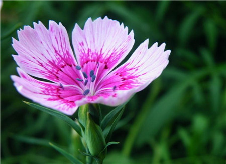 石竹的病害及防治方法(石竹的病虫害防治)