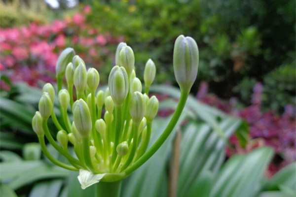 百子莲的花语是什么(百子莲花期)