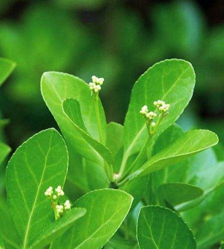 黄杨盆景造型技巧详解