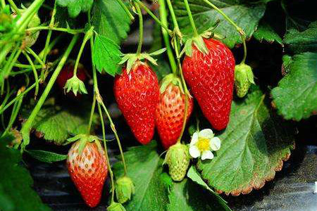 冬天种草莓什么时候结果