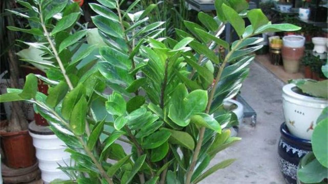 龙凤木的养殖方法(龙凤木的养殖方法和管理)