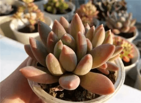 多肉换盆容易死吗