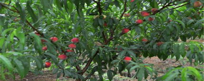 果树打药时间(果树打药时间和方法李子树)