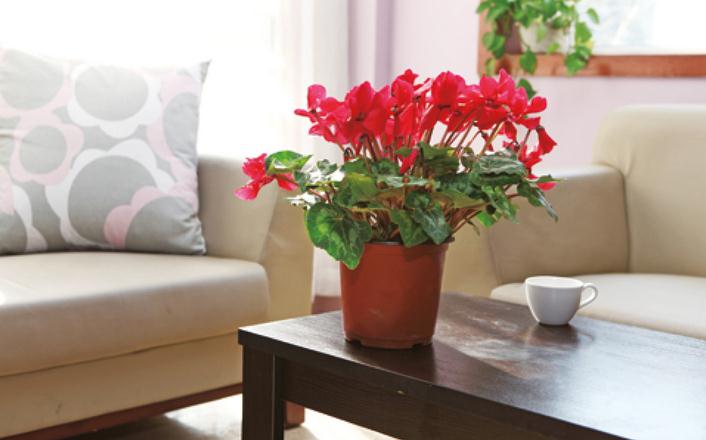 想成为养花高手这些窍门你应该知道吗