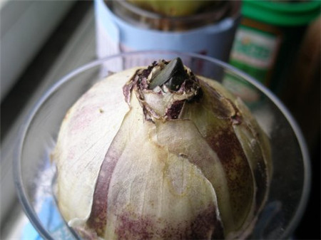 风信子水培方法视频