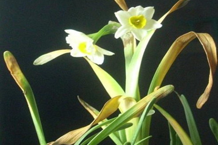 水仙花叶子软了怎么办