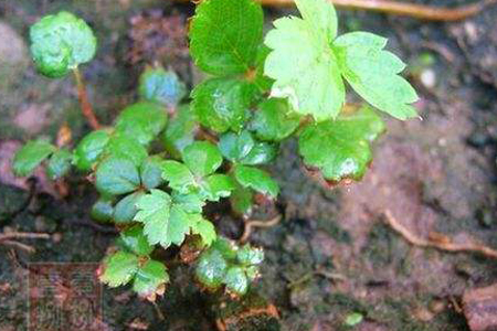 草莓种子怎么种发芽率高
