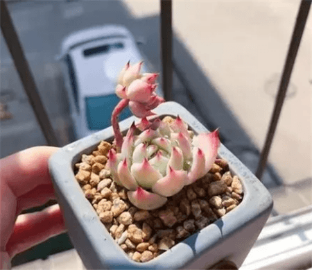 多肉换盆容易死吗