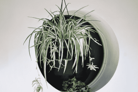 吊兰需水量大吗