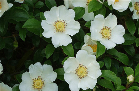 金樱子什么时候成熟 金樱子采收时间