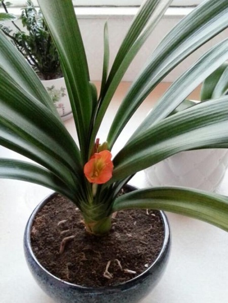 君子兰开花前怎么养护和管理