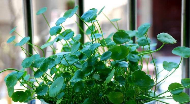 铜钱草水养怎么养在水中放入几粒复合肥(铜钱草水里放什么肥料)