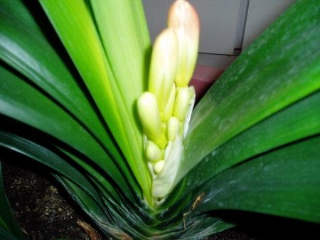 君子兰开花前怎么养护和管理